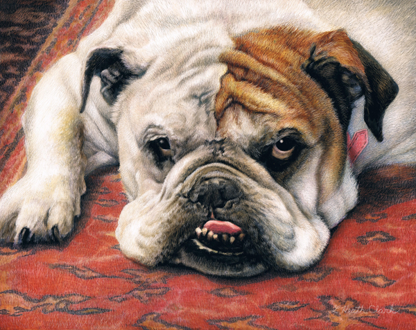 Bulldog, Acrylic on Clayboard