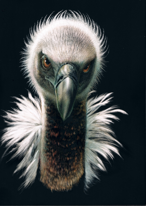 Vulture, Acrylic on Clayboard