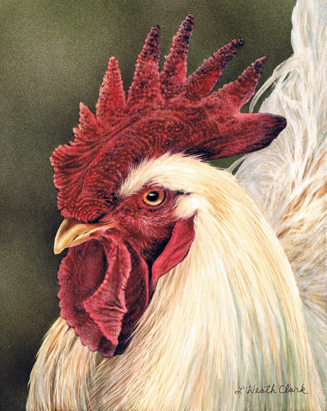 Rooster, Acrylic on Clayboard
